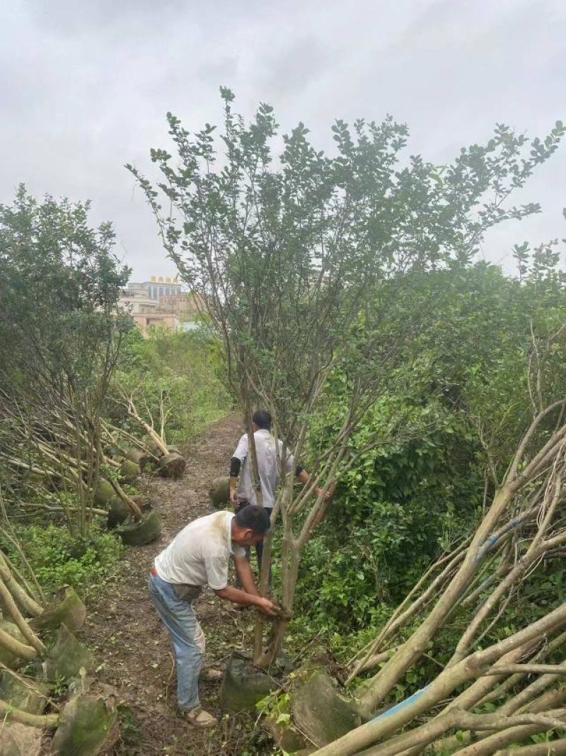 2304基地到期清场处理3米左右高丛生小叶紫薇细叶