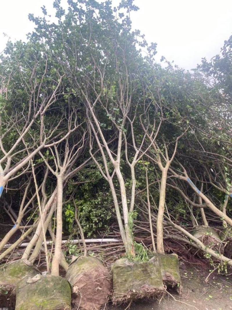 2304基地到期清场处理3米左右高丛生小叶紫薇细叶