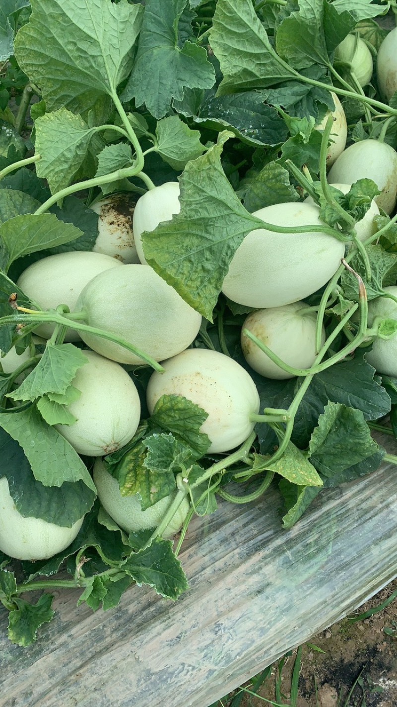 玉菇甜瓜大批量上市了。需要的老板随时联系