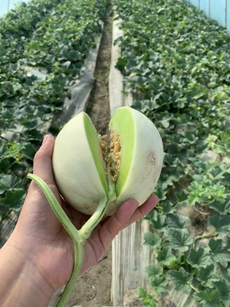 玉菇甜瓜大批量上市了。需要的老板随时联系
