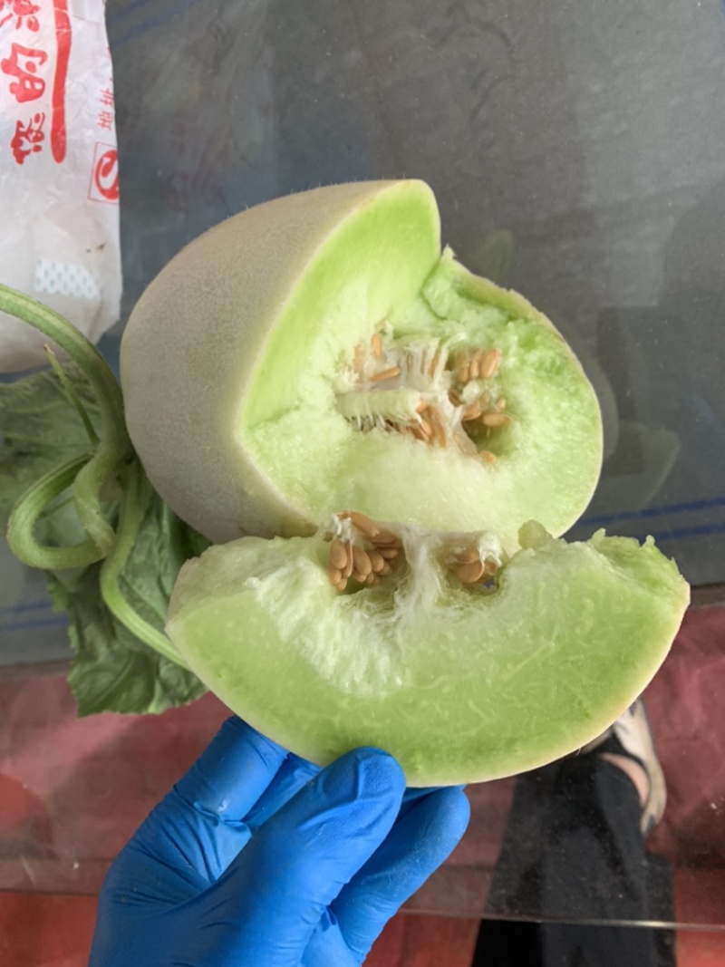 玉菇甜瓜大批量上市了。需要的老板随时联系