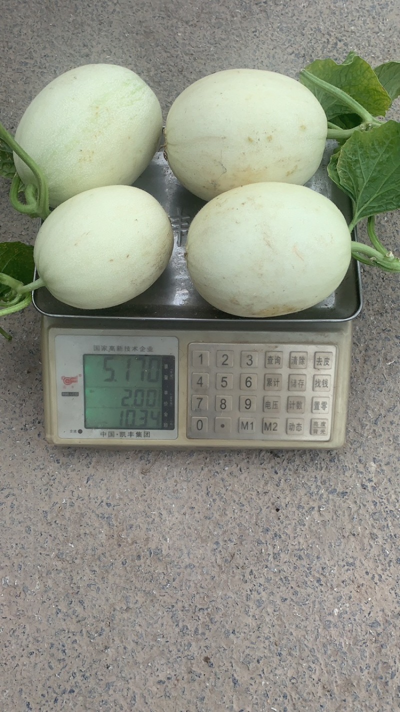 玉菇甜瓜大批量上市了。需要的老板随时联系