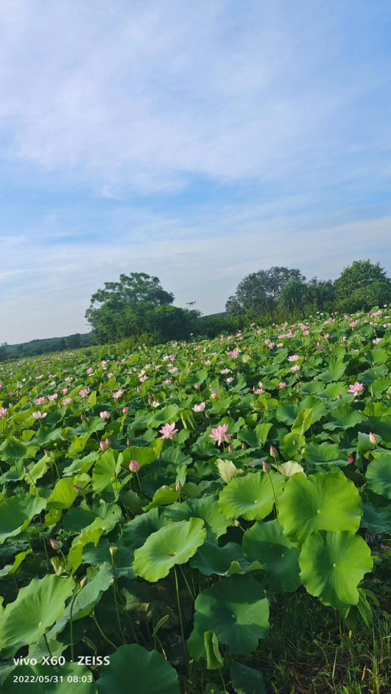 [推荐]海南临高县精品草莲莲子鲜莲蓬，水果莲