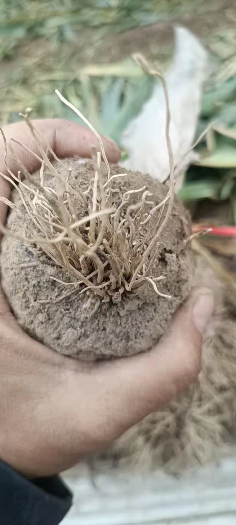 【大蒜】河北紫皮大蒜大量上市个头大产地直发
