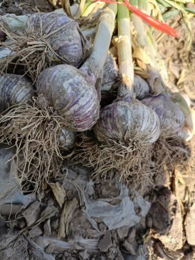 【大蒜】河北紫皮大蒜大量上市个头大产地直发