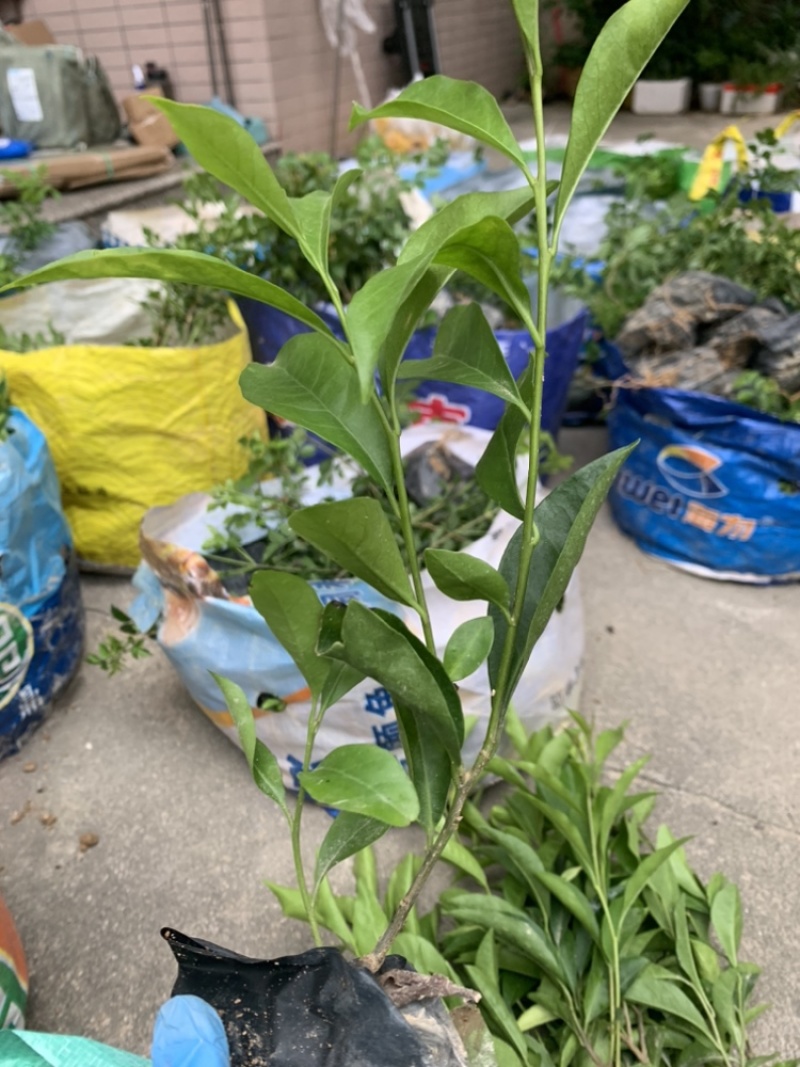 双色茉莉福建漳州双色茉莉鸳鸯茉莉基地量大从优