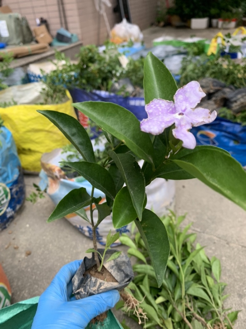 双色茉莉福建漳州双色茉莉鸳鸯茉莉基地量大从优