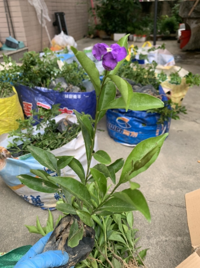 双色茉莉福建漳州双色茉莉鸳鸯茉莉基地量大从优