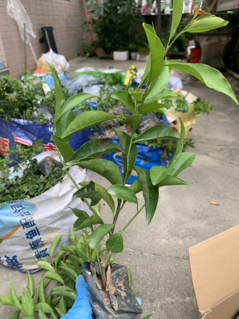 双色茉莉福建漳州双色茉莉鸳鸯茉莉基地量大从优