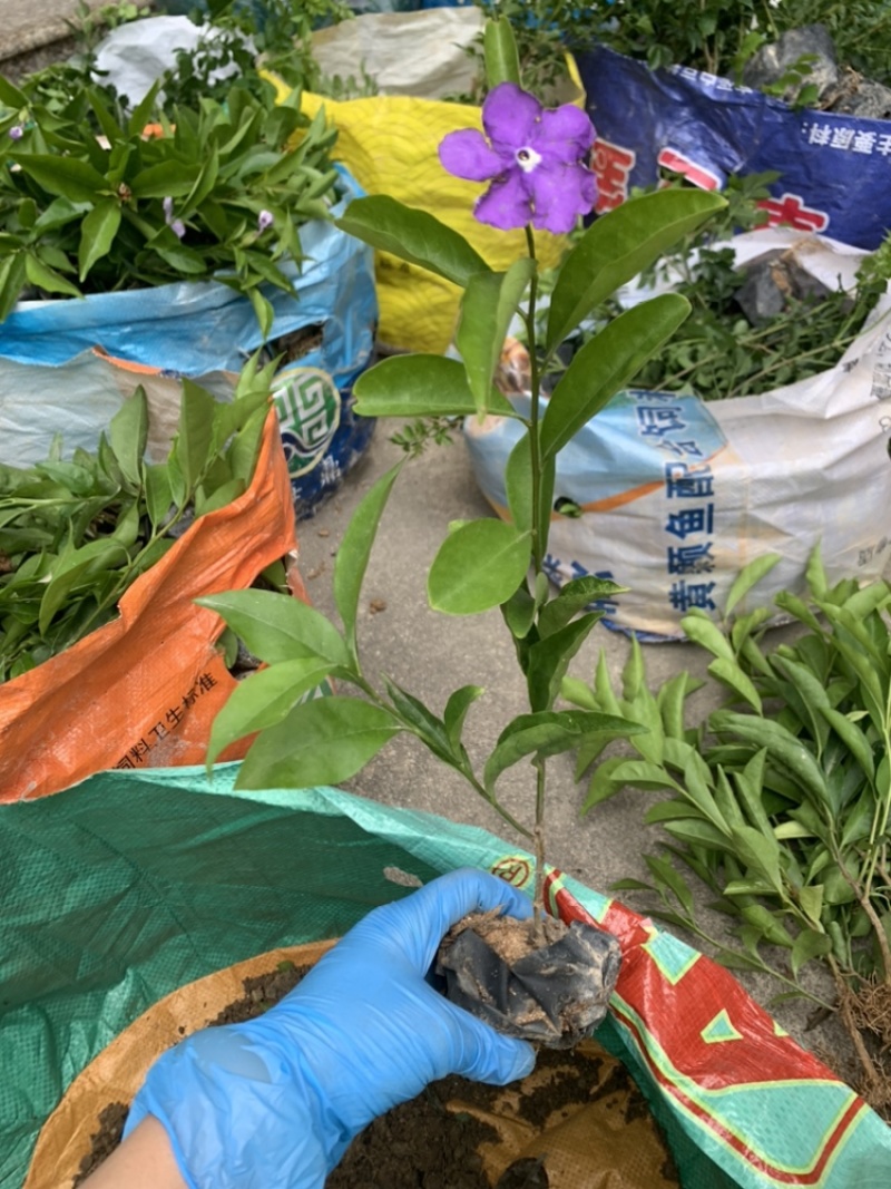 双色茉莉福建漳州双色茉莉鸳鸯茉莉基地量大从优