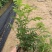 凌霄花福建漳州凌霄花货源地场地直销