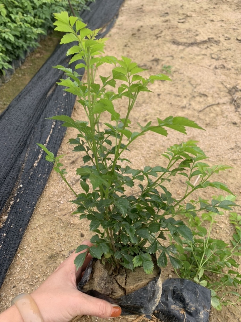 凌霄花福建漳州凌霄花货源地场地直销