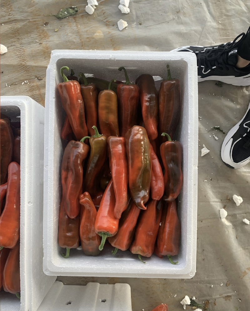 春秋大棚红泡椒，尖椒，螺丝椒，线椒，芜湖椒，大量有货