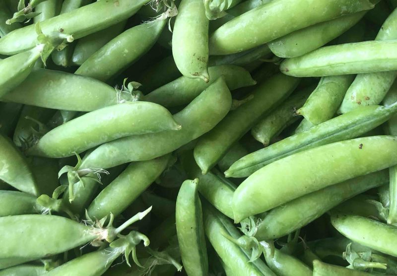 豌豆荚长寿仁A豌豆荚中豌9号豌豆荚甜豌豆荚嫩豌豆老豌豆荚