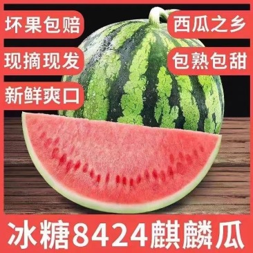 美都无籽西瓜一茬9成熟1茬直供可视频看货！