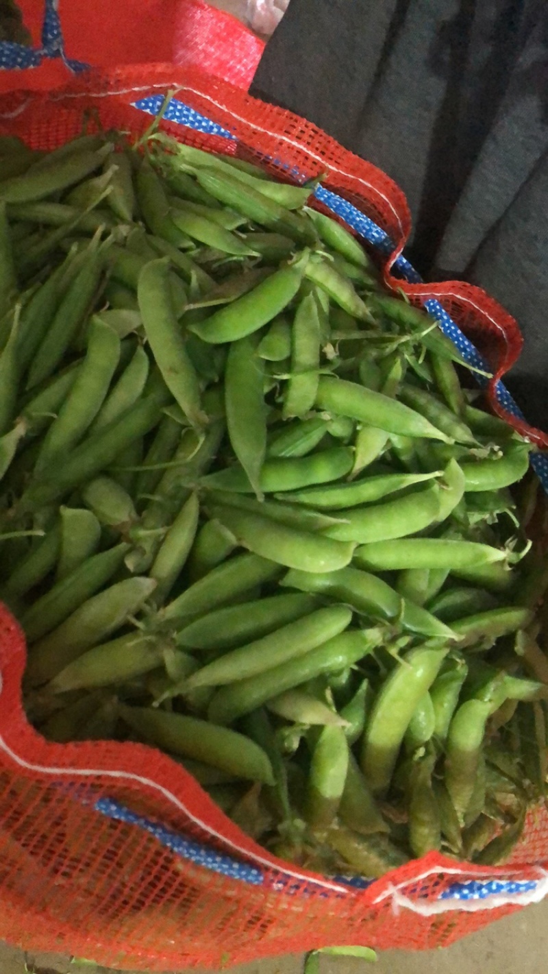 豌豆荚长寿仁A豌豆荚中豌9号豌豆荚甜豌豆荚嫩豌豆老豌豆荚