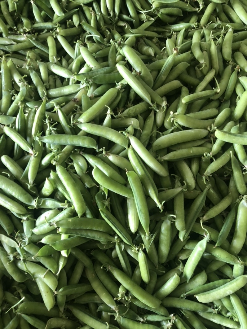 豌豆荚长寿仁A豌豆荚中豌9号豌豆荚甜豌豆荚嫩豌豆老豌豆荚