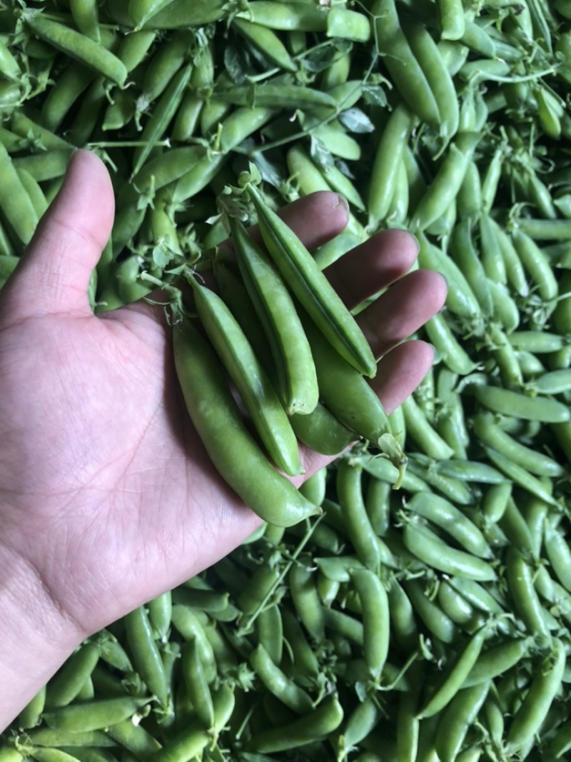 豌豆荚长寿仁A豌豆荚中豌9号豌豆荚甜豌豆荚嫩豌豆老豌豆荚
