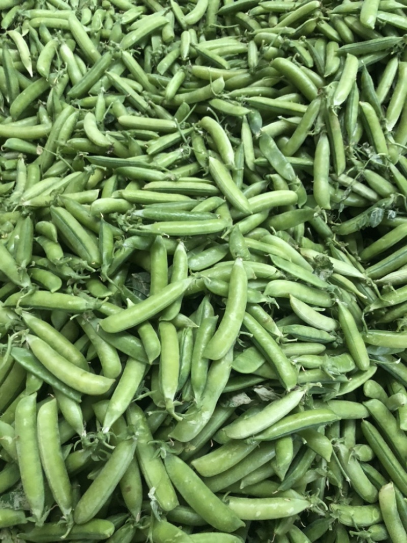 豌豆荚长寿仁A豌豆荚中豌9号豌豆荚甜豌豆荚嫩豌豆老豌豆荚