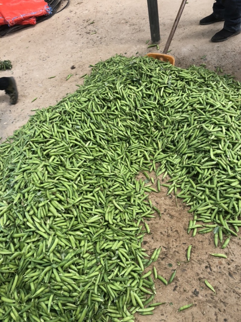 豌豆荚长寿仁A豌豆荚中豌9号豌豆荚甜豌豆荚嫩豌豆老豌豆荚