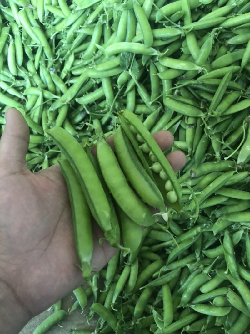 豌豆荚长寿仁A豌豆荚中豌9号豌豆荚甜豌豆荚嫩豌豆老豌豆荚