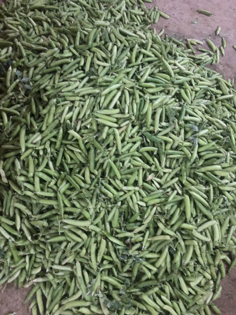豌豆荚长寿仁A豌豆荚中豌9号豌豆荚甜豌豆荚嫩豌豆老豌豆荚