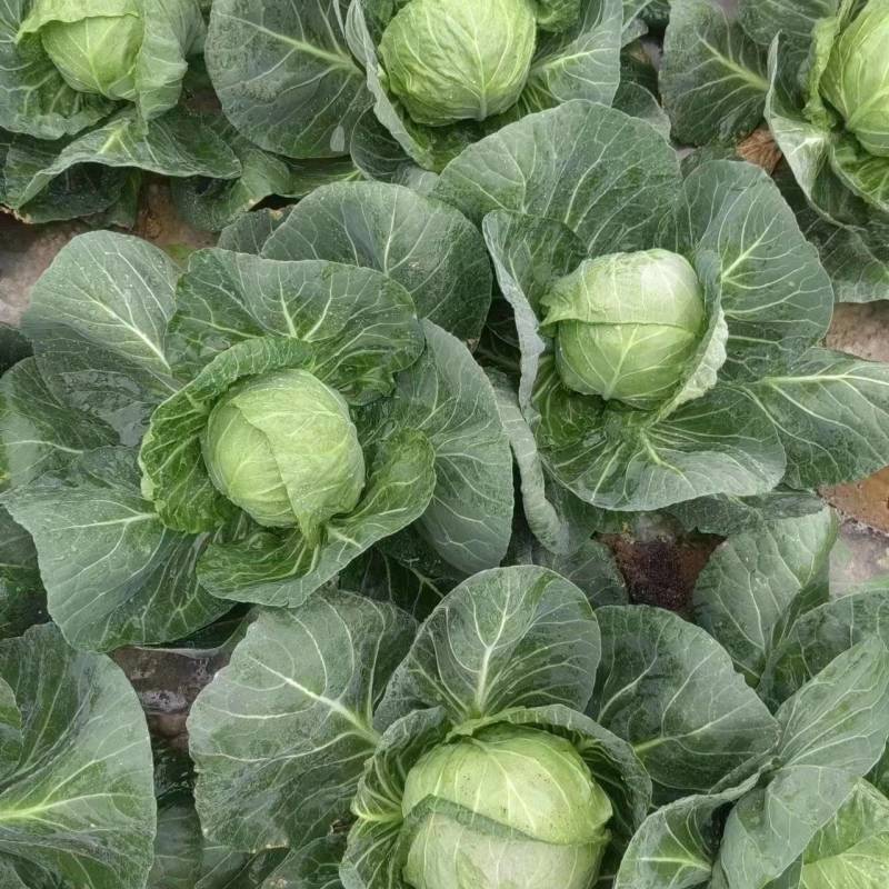 【量大从优】精品平包菜现货供应平包欢迎电联