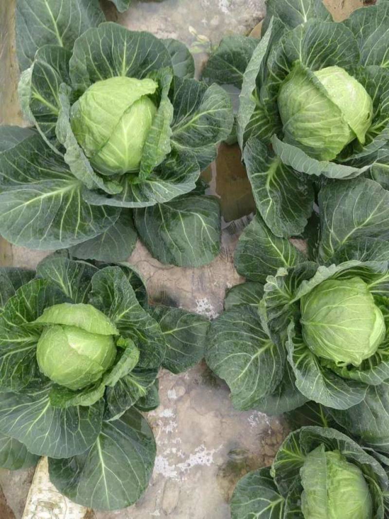 【量大从优】精品平包菜现货供应平包欢迎电联