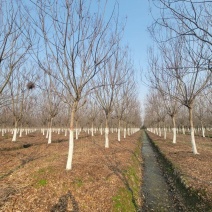 【基地直供】栾树。栾树小苗。黄山栾树。江西栾树工程苗。