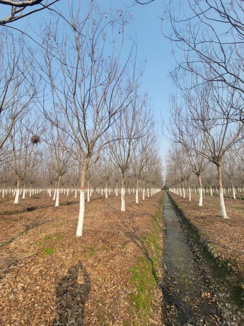 【基地直供】栾树。栾树小苗。黄山栾树。江西栾树工程苗。