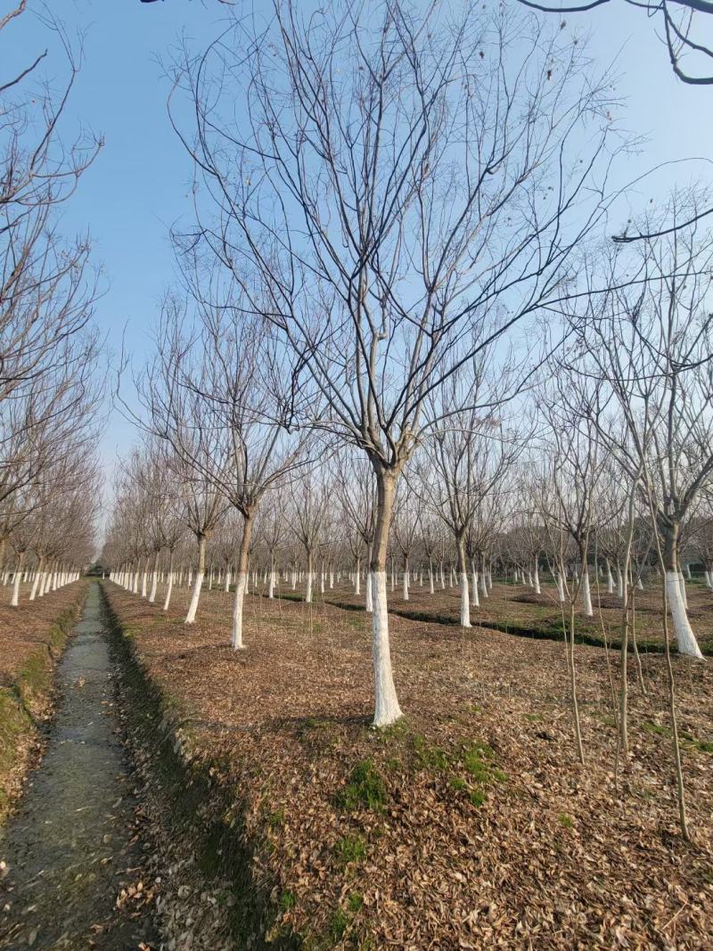 【基地直供】栾树。栾树小苗。黄山栾树。江西栾树工程苗。