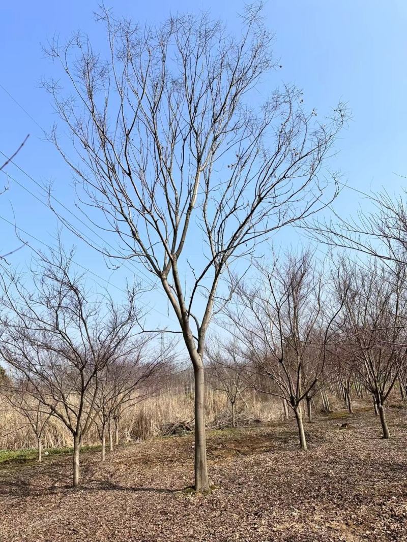 【基地直供】栾树。栾树小苗。黄山栾树。江西栾树工程苗。