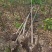 【基地直供】栾树。栾树小苗。黄山栾树。江西栾树工程苗。