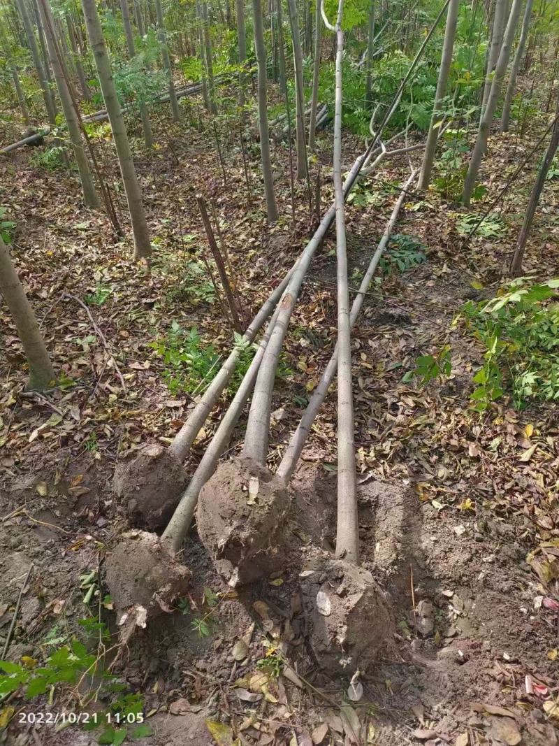 【基地直供】栾树。栾树小苗。黄山栾树。江西栾树工程苗。