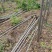 【基地直供】栾树。栾树小苗。黄山栾树。江西栾树工程苗。
