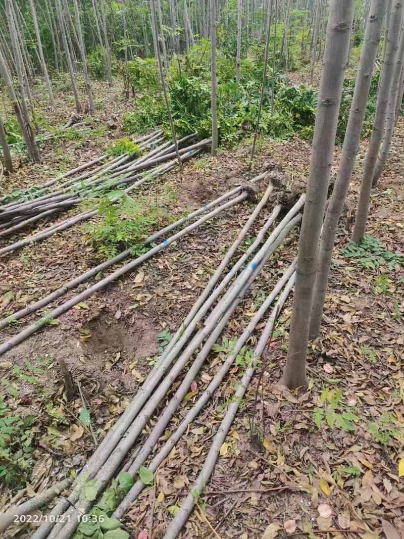【基地直供】栾树。栾树小苗。黄山栾树。江西栾树工程苗。