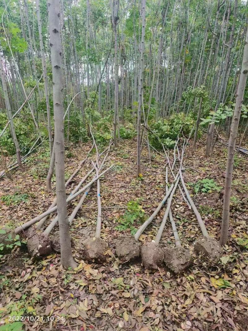 【基地直供】栾树。栾树小苗。黄山栾树。江西栾树工程苗。