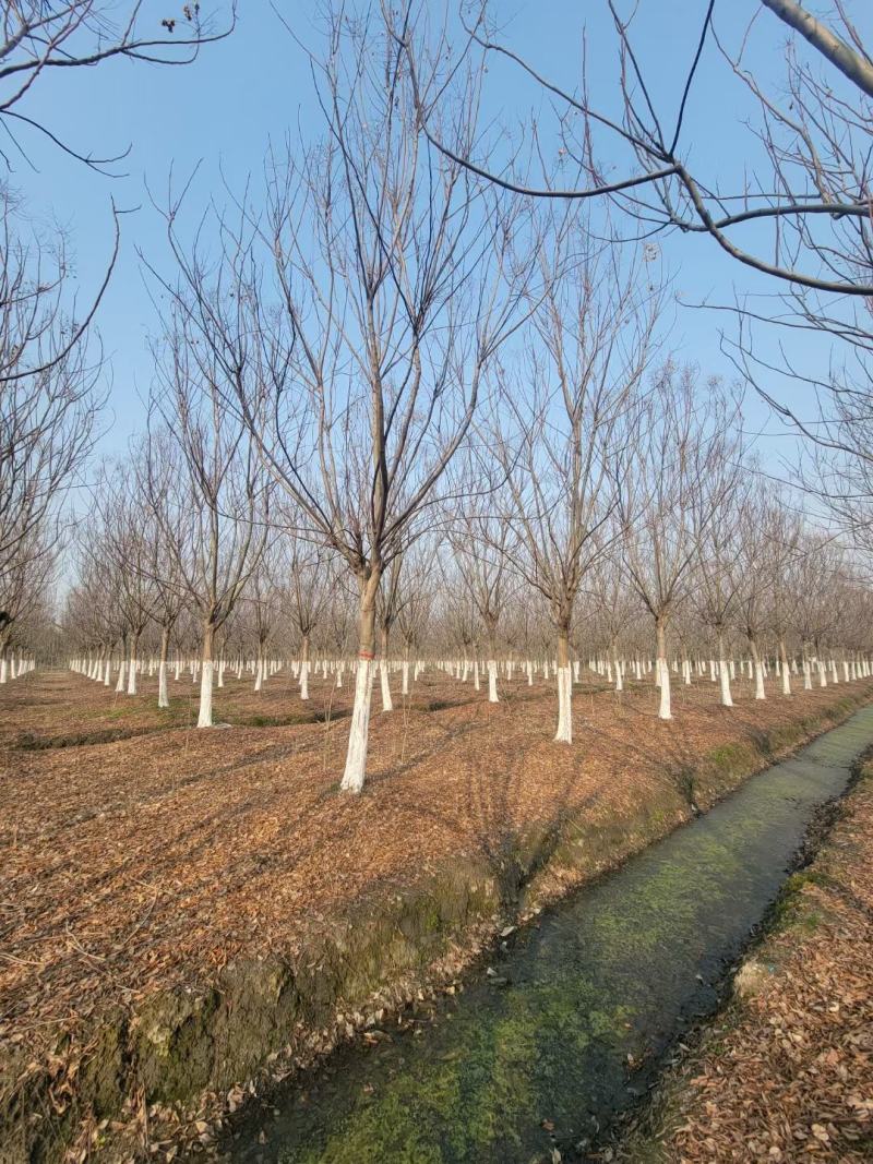 【基地直供】栾树。栾树小苗。黄山栾树。江西栾树工程苗。