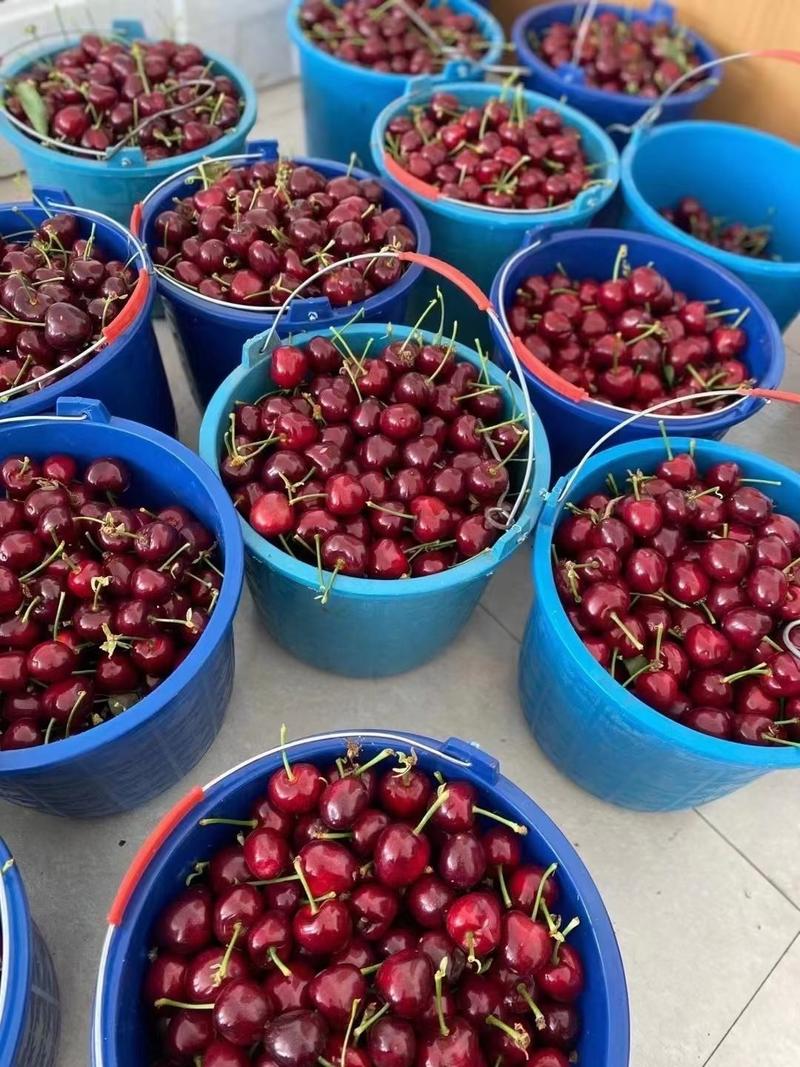 樱桃，美早樱桃大量上市供应，个头大口感好，美早樱桃价格