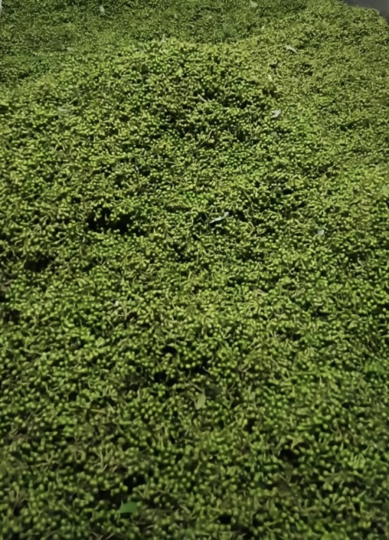 贵州野生木姜子