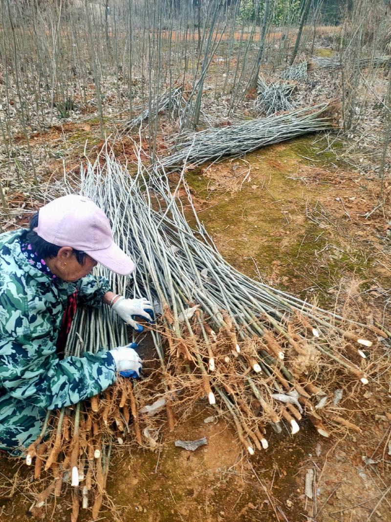 基地供应500万1-3年无患子小苗成活率高欢迎来电