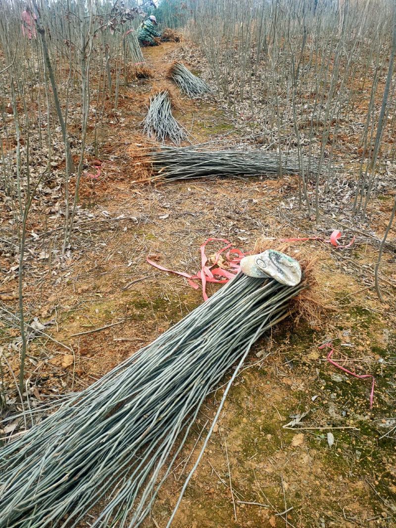 基地供应500万1-3年无患子小苗成活率高欢迎来电