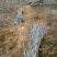 基地供应500万1-3年无患子小苗成活率高欢迎来电