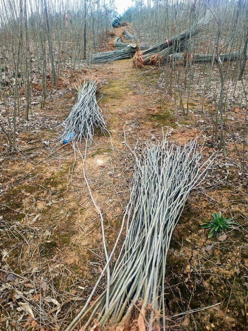 基地供应500万1-3年无患子小苗成活率高欢迎来电