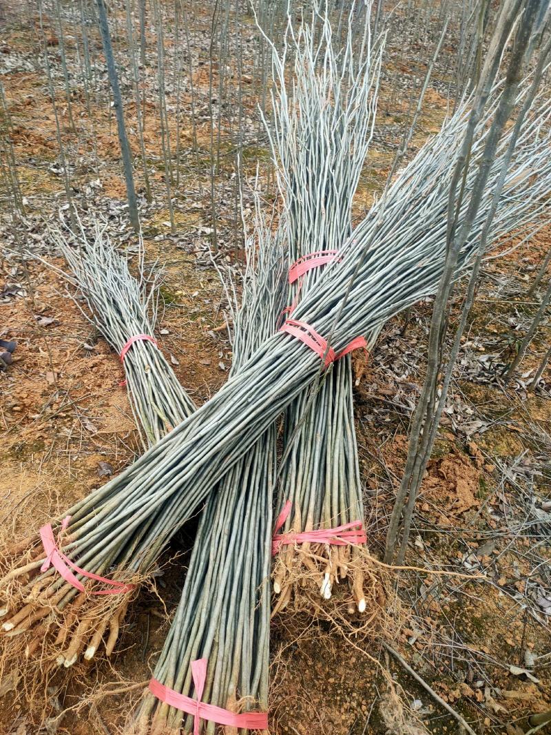 基地供应500万1-3年无患子小苗成活率高欢迎来电