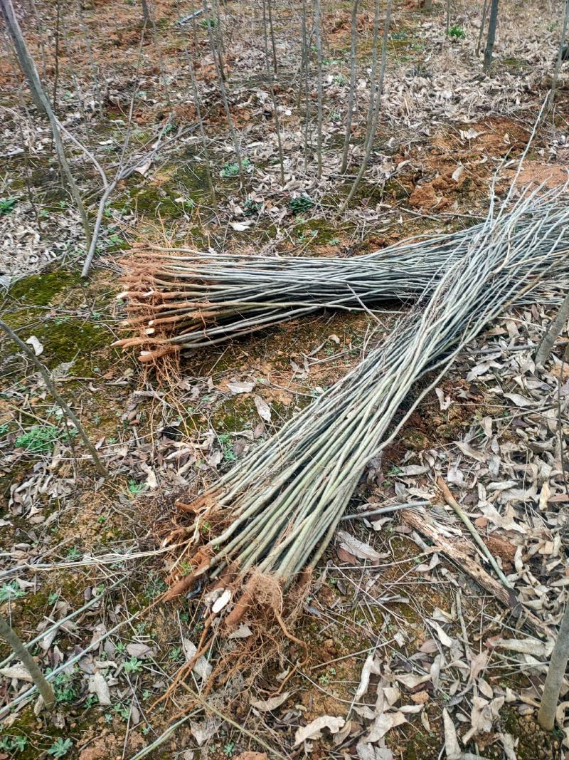 基地供应500万1-3年无患子小苗成活率高欢迎来电