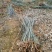 基地供应500万1-3年无患子小苗成活率高欢迎来电