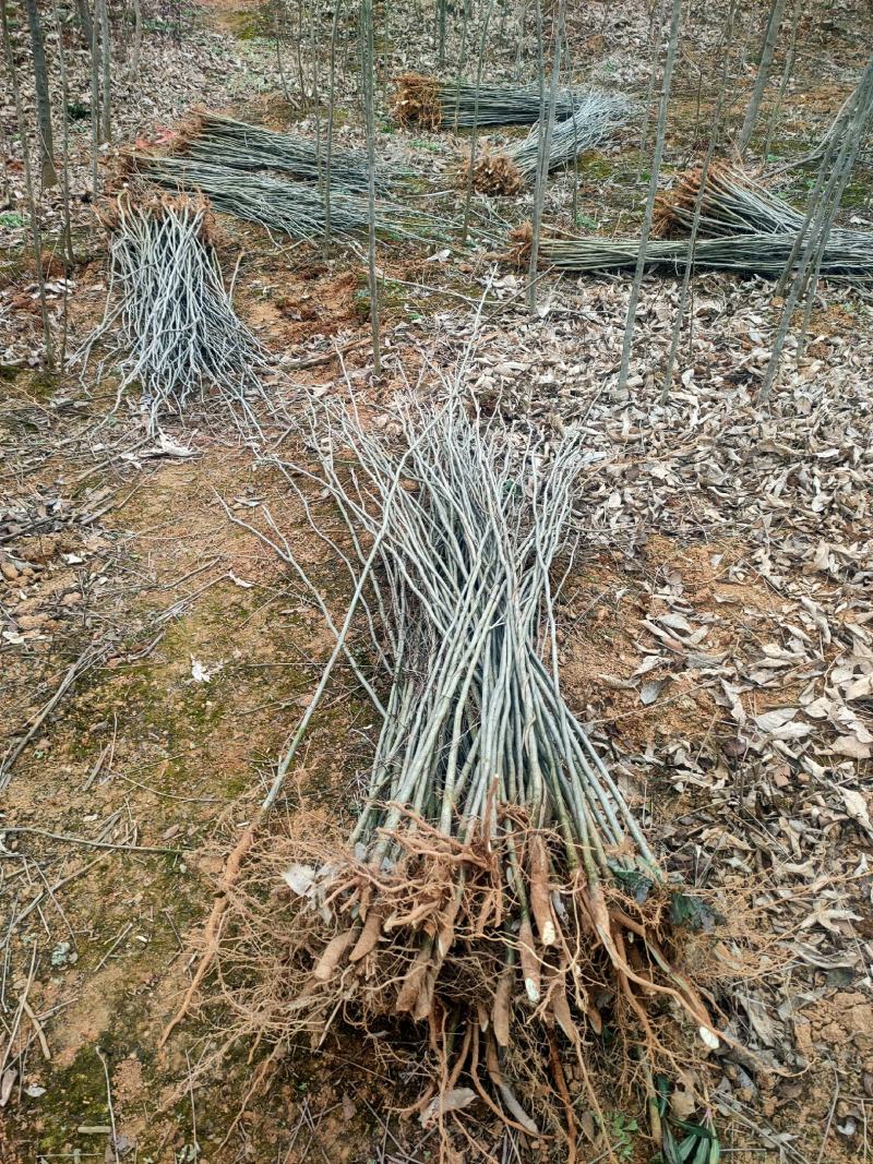 基地供应500万1-3年无患子小苗成活率高欢迎来电