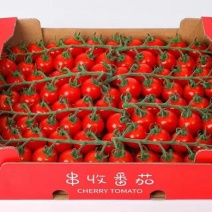 串串番茄，串收番茄，串红串茄串果基地直达，常年供