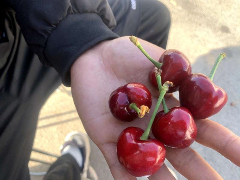 布鲁克斯美早早大果红灯，萨米托